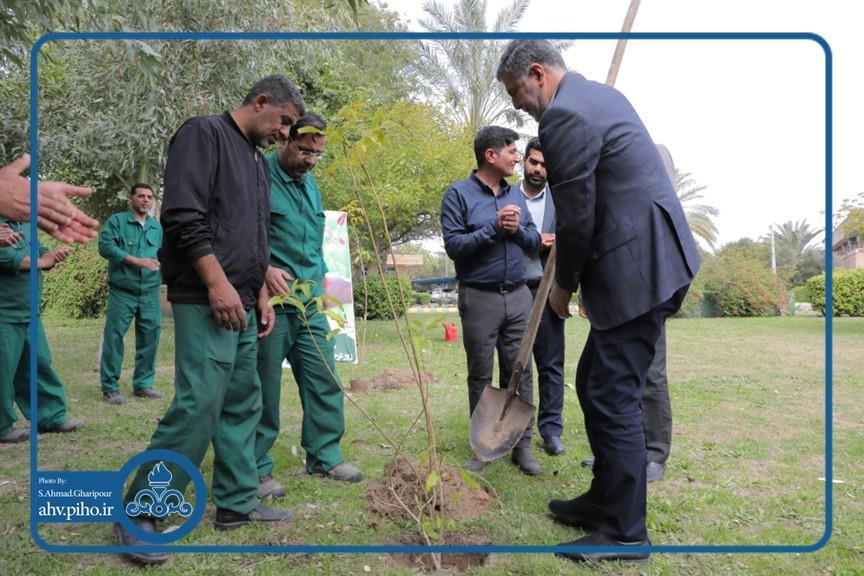 روز درختکاری 11